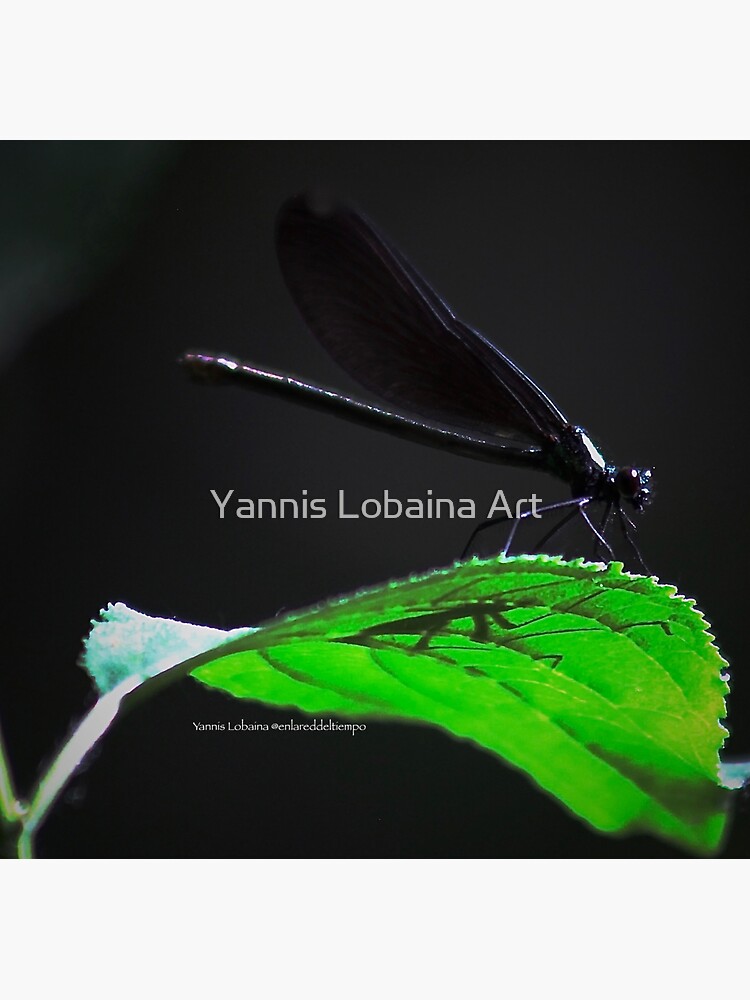 Dragonfly of the enchanted forest By Yannis Lobaina by lobaina1979