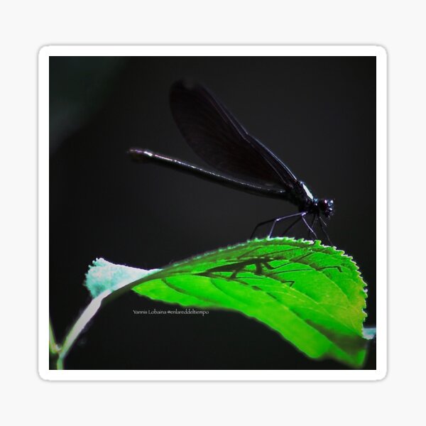 Dragonfly of the enchanted forest By Yannis Lobaina Sticker