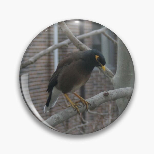 Item preview, Indian Myna DPG150611b designed and sold by CSteenArt.