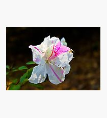 Small World Photographic Print