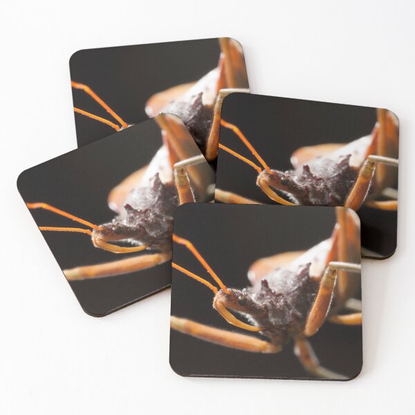 Item preview, Assassin in Orange (Pristhesancus plagipennis) designed and sold by AlienMind.