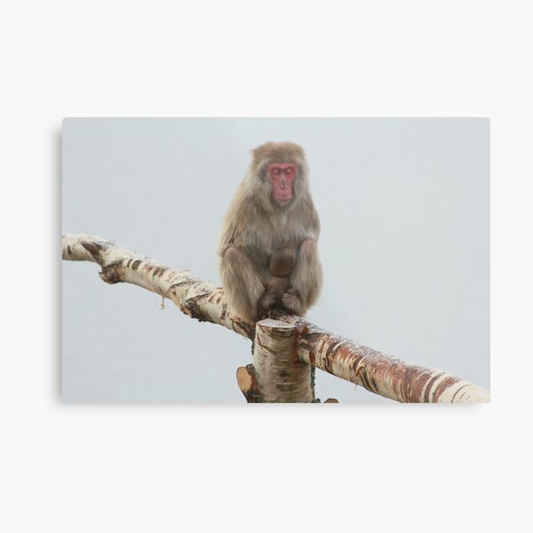 One Wise Monkey Metal Print