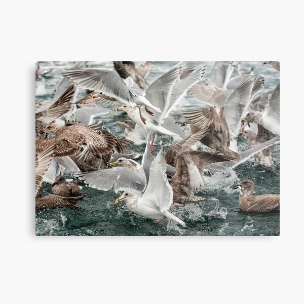 Feeding Frenzy Metal Print