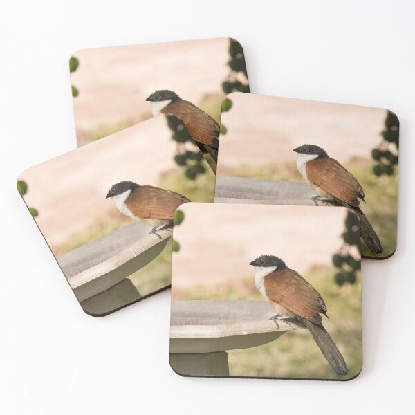 Item preview, Senegal Coucal designed and sold by Sue Robinson.