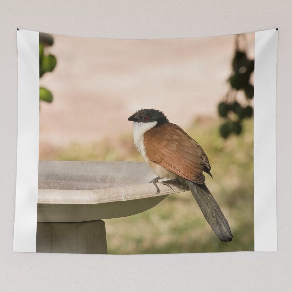 Item preview, Senegal Coucal designed and sold by Sue Robinson.