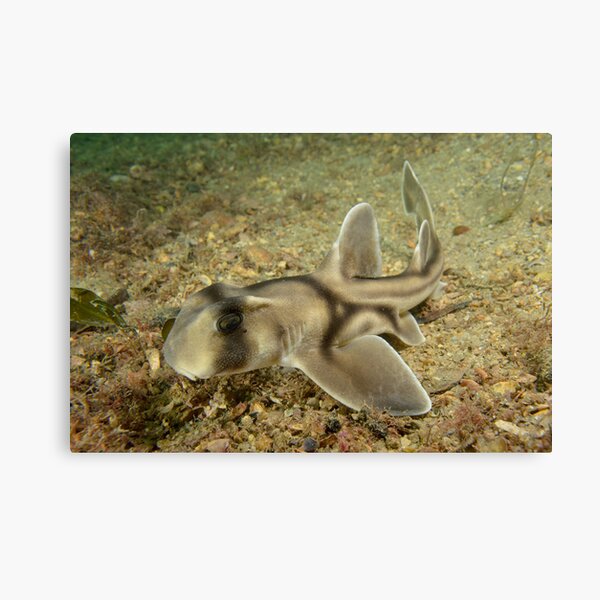 Juvenile Port Jackson Shark - Heterodontus portusjacksoni Canvas Print