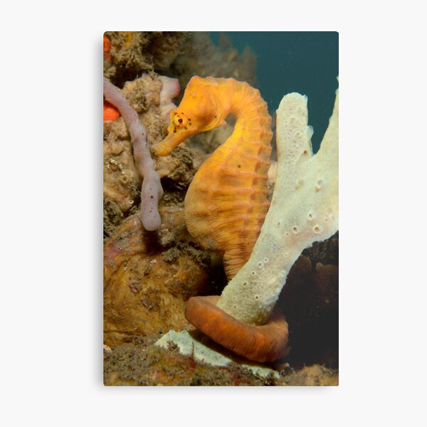 "Golden Girl" Metal Print