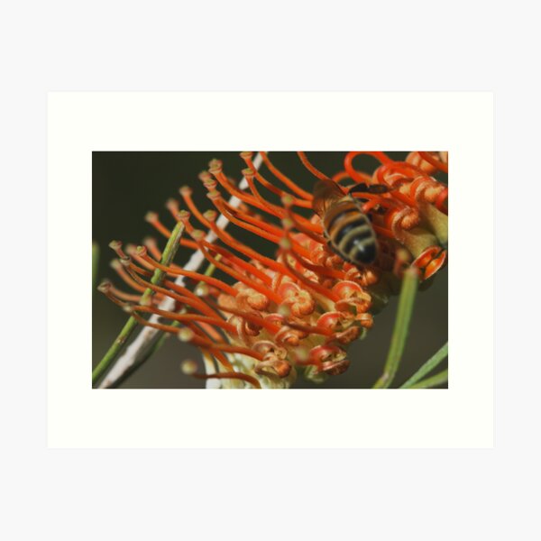 Item preview, Grevillea Baxteri designed and sold by andrachne.