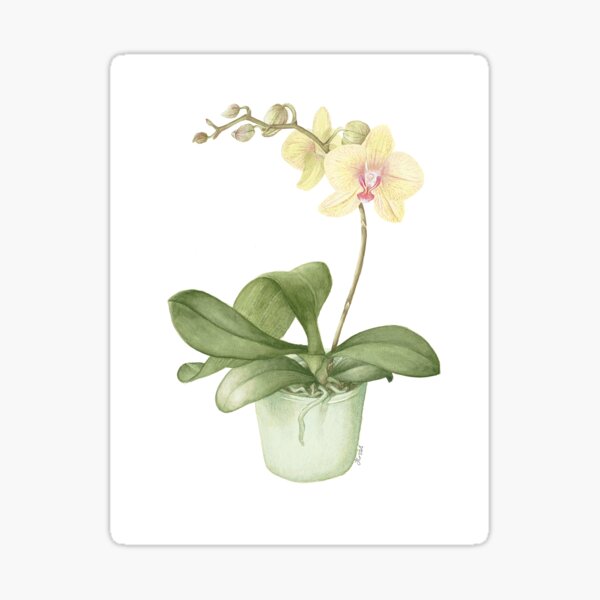 Botanical Orchid in a Green Pot Sticker
