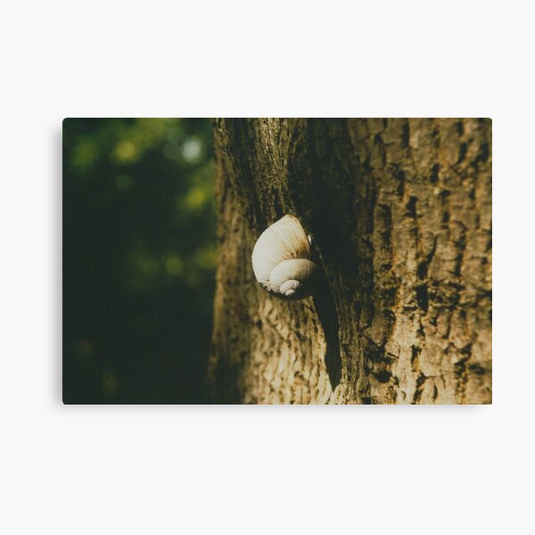 Big snail on a tree trunk Canvas Print