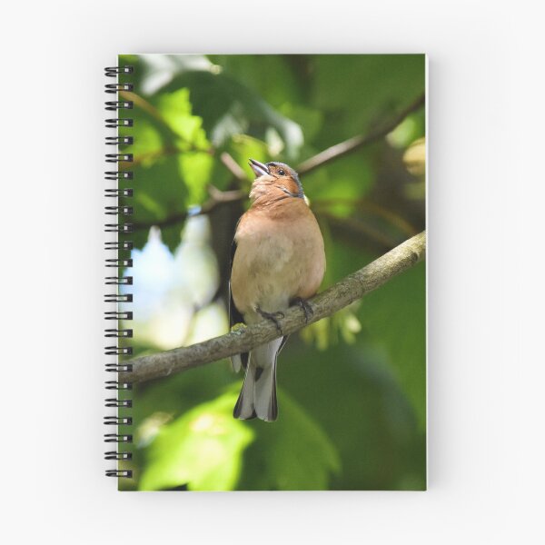 Item preview, Male Chaffinch at Lyme Regis Dorset UK designed and sold by lynn carter.
