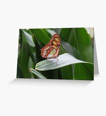 Butterfly between de Leaves Greeting Card