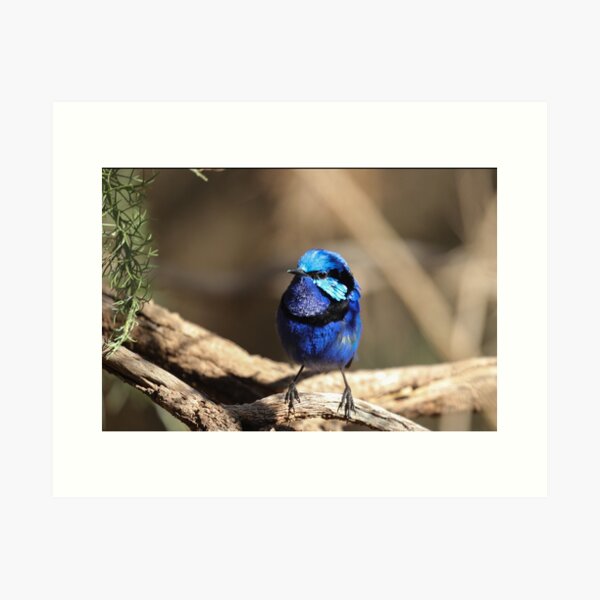 Item preview, Splendid Fairy Wren designed and sold by Coen-87.