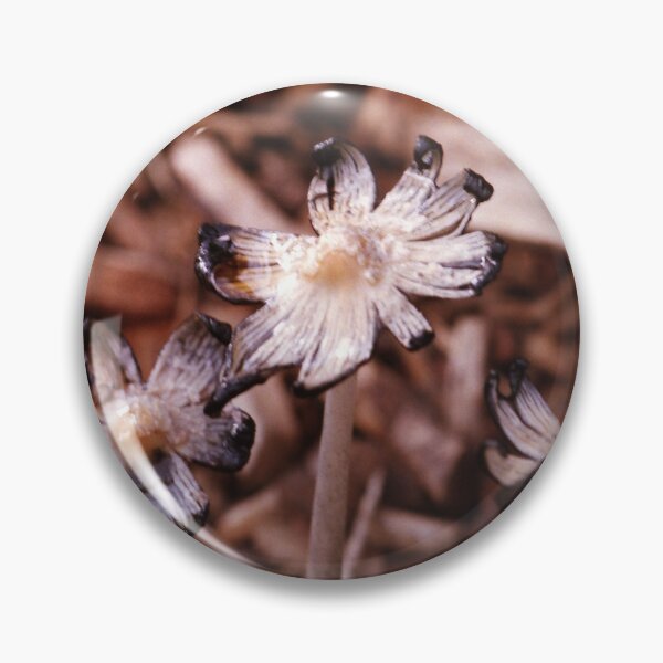 Item preview, Glistening Inky Cap Mushrooms - Coprinus Micaceus designed and sold by Debjaphotography.