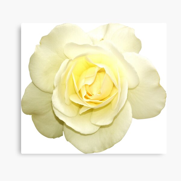White rose from Blankenese Metal Print