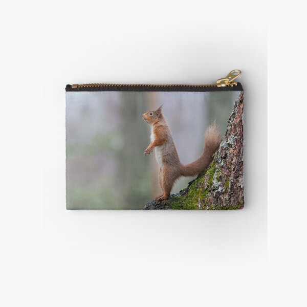 Item preview, Inquisative Red squirrel designed and sold by Jenny Hibbert.