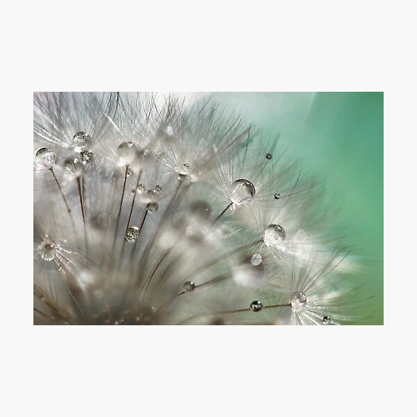 Silver Mint Dandelion Photographic Print