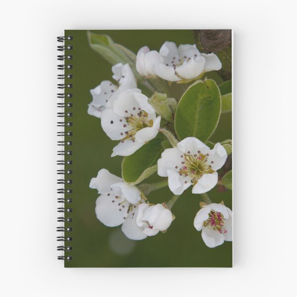 Aperçu de l'œuvre Fleur de poire créée et vendue par John Honeyman.