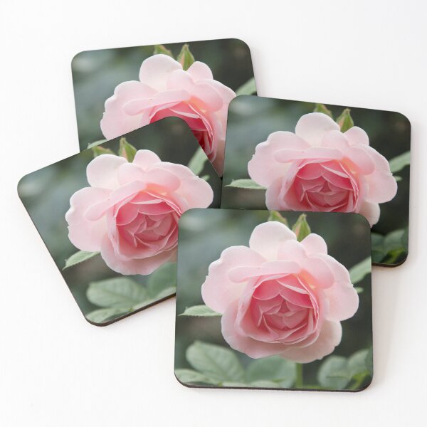 Item preview, Delicate Salmon Pink Rose designed and sold by John Honeyman.