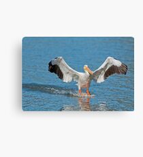 Pelican Coming in for the Landing Canvas Print