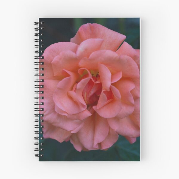Item preview, Salmon Rose designed and sold by John Honeyman.