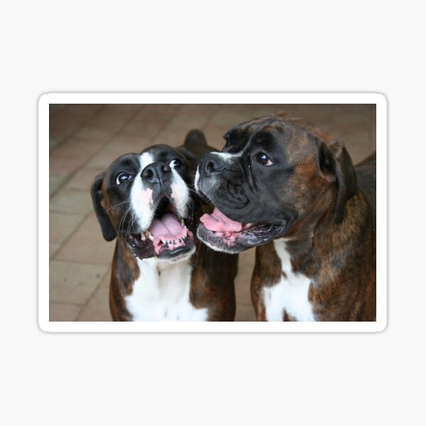 Luthien & Arwen -Boxer Dogs Series- Sticker