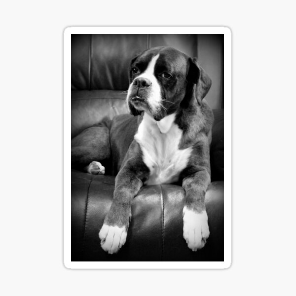 Missing you - Boxer Dogs Series Sticker