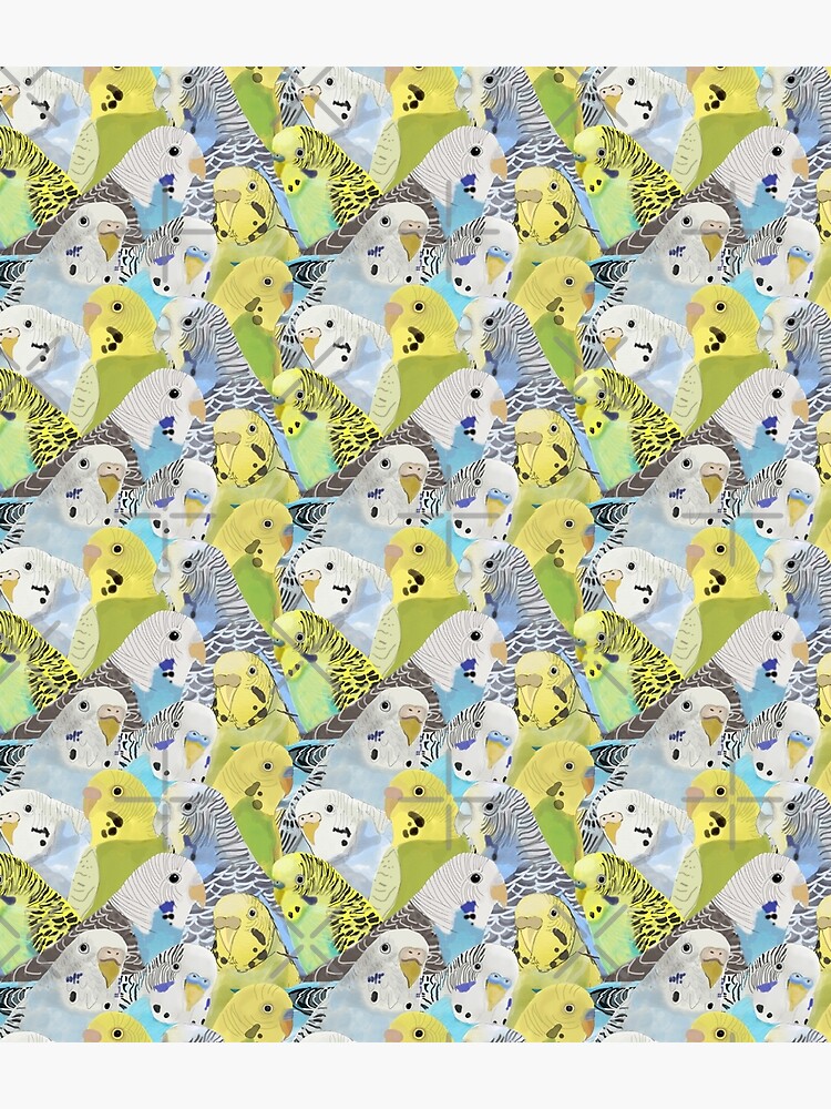 Budgie Parakeets by amymh