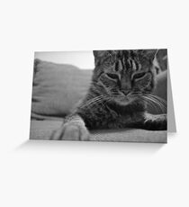 Feline Love Greeting Card