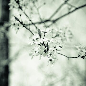 Artwork thumbnail, Spring Blossoms by misledghost