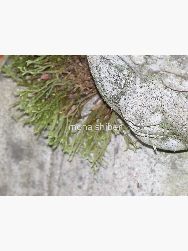 Thumbnail 3 of 3, Photographic Print, Meditating designed and sold by MonaShiber.