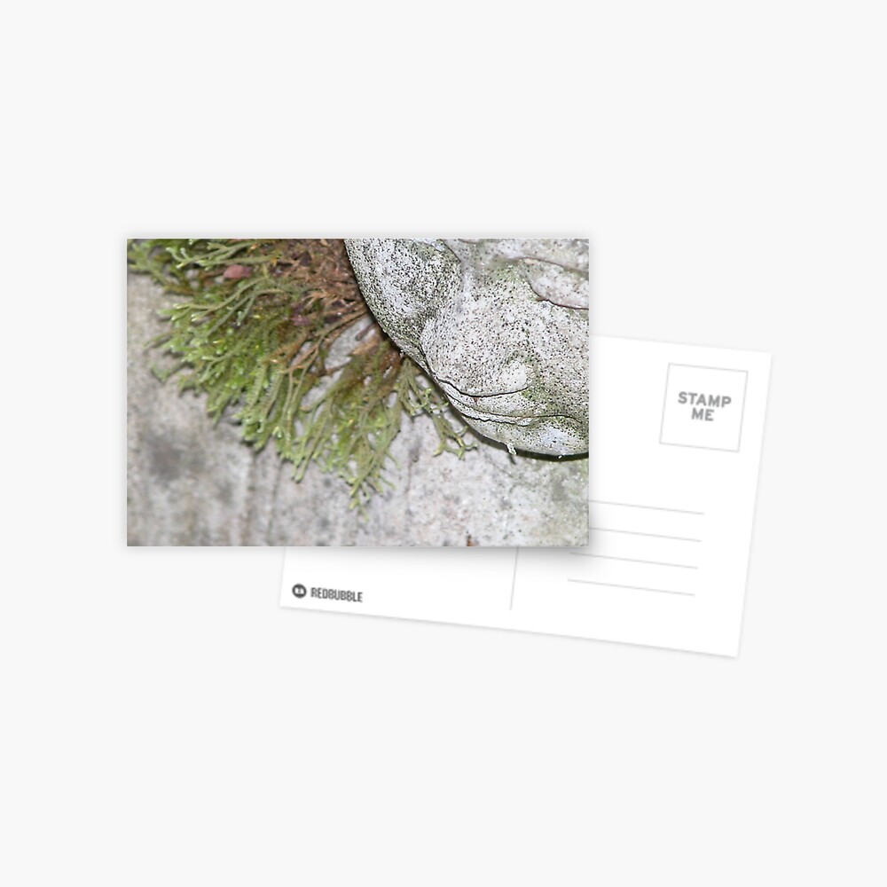 Meditating Postcard
