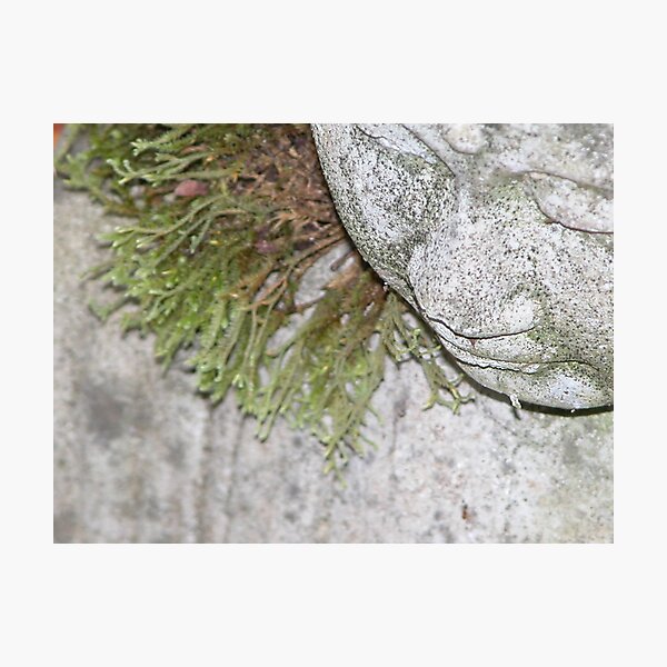 Photographic Print