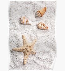 sea shells Poster