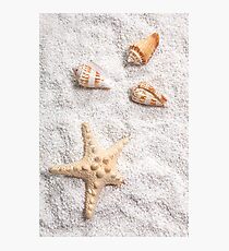 sea shells Photographic Print