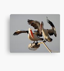 "Get Off My Light - I Was Here First" Canvas Print