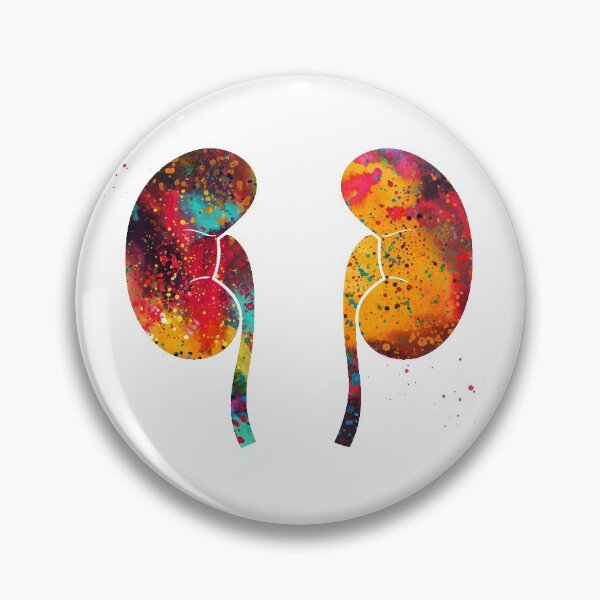Item preview, The Kidneys anatomy designed and sold by Liededrom..