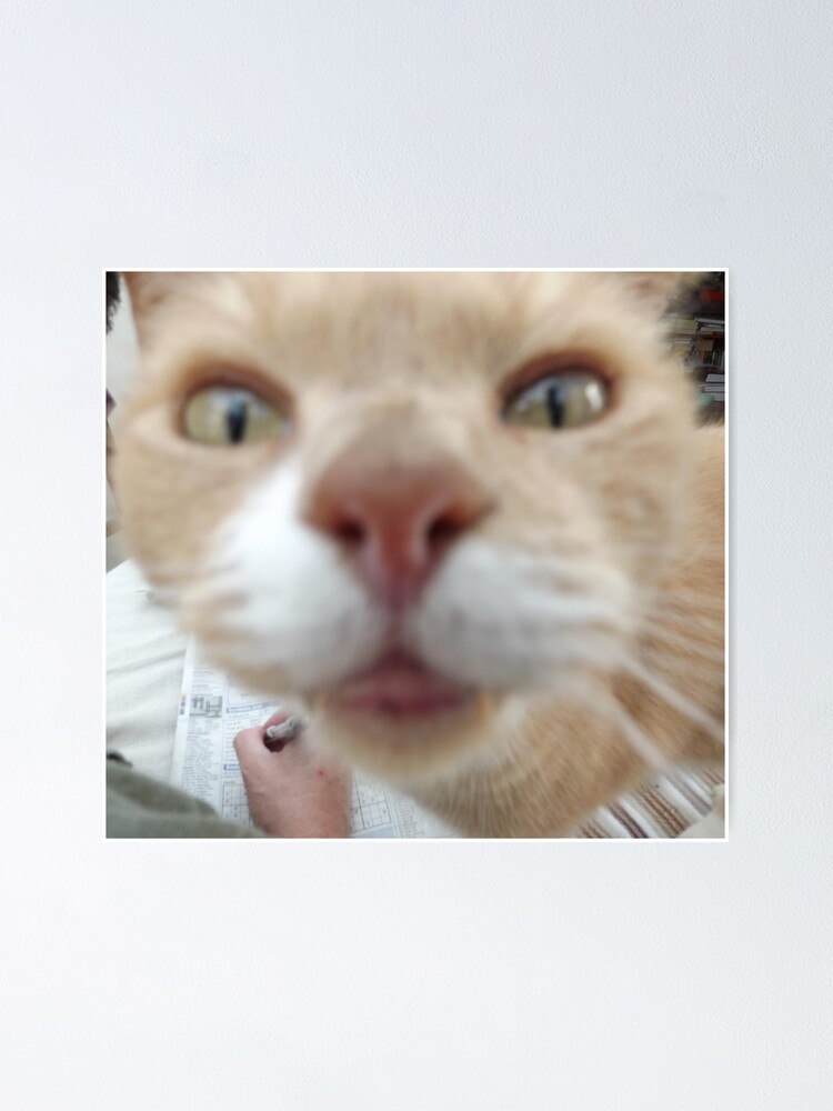 Ginger Cat Face Poster By Zenythcatt Redbubble