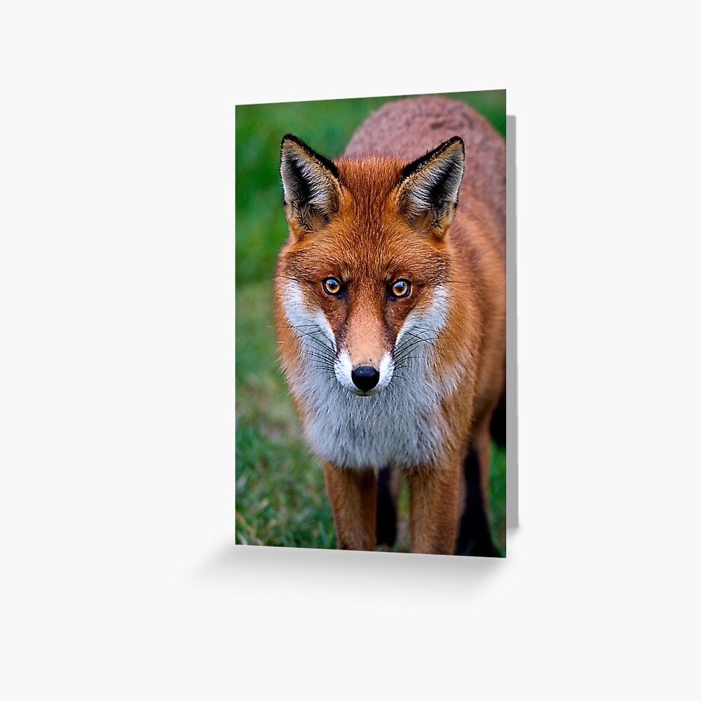 Red Fox Greeting Card