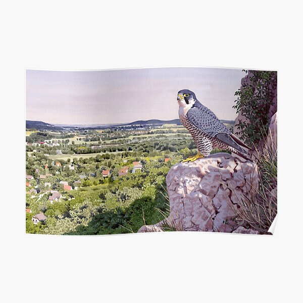 Peregrine Falcon Poster