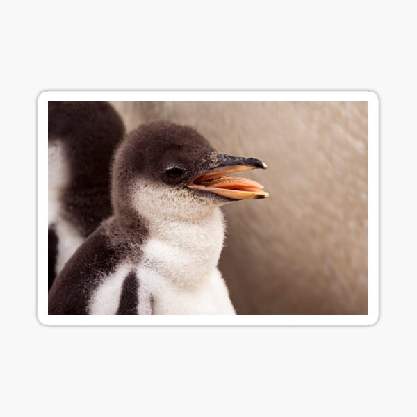 Gentoo Penguin Chick Sticker
