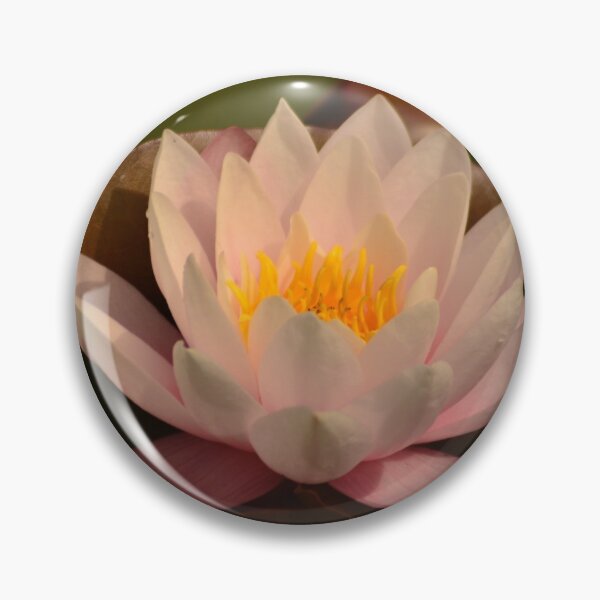 Item preview, Pink water lily - Hatchet pond designed and sold by photosforall.
