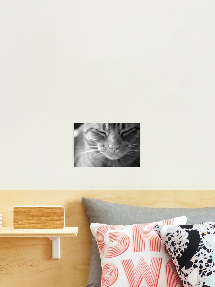 Thumbnail 2 of 3, Photographic Print, The Life of a Cat - Black and white designed and sold by petegrev.