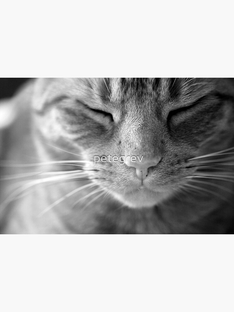 Thumbnail 3 of 3, Photographic Print, The Life of a Cat - Black and white designed and sold by petegrev.