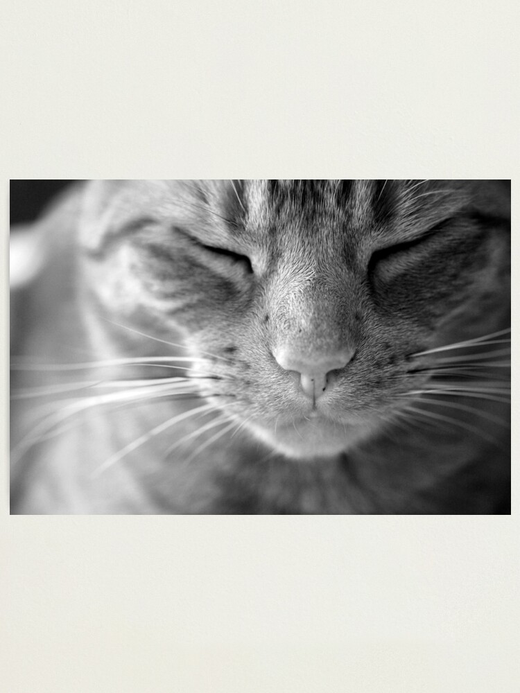 Thumbnail 1 of 3, Photographic Print, The Life of a Cat - Black and white designed and sold by petegrev.