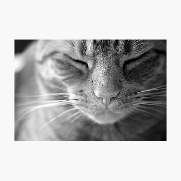 Photographic Print