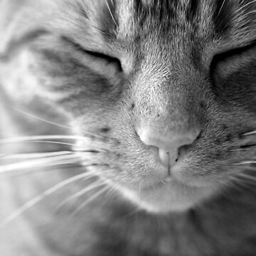 Artwork thumbnail, The Life of a Cat - Black and white by petegrev