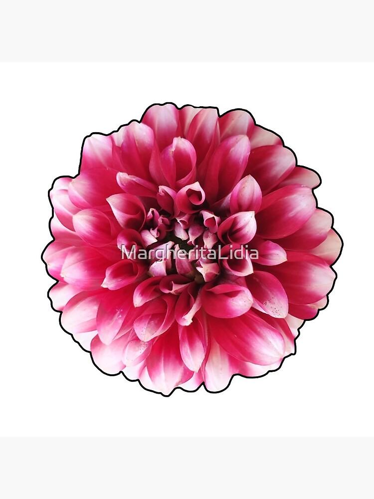 Beautiful reddish pink and white dahlia with black borders