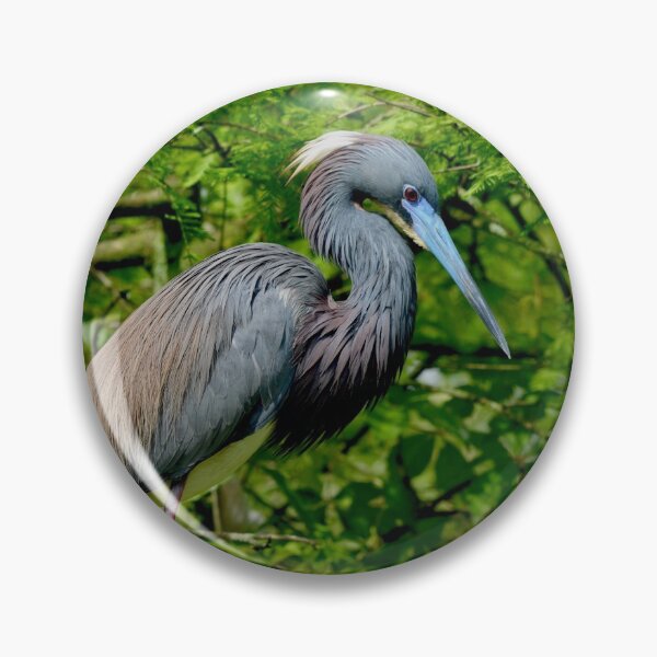 Item preview, Tricolored Heron in Breeding Plumage designed and sold by richardbryce.