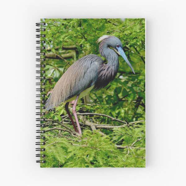 Item preview, Tricolored Heron in Breeding Plumage designed and sold by richardbryce.